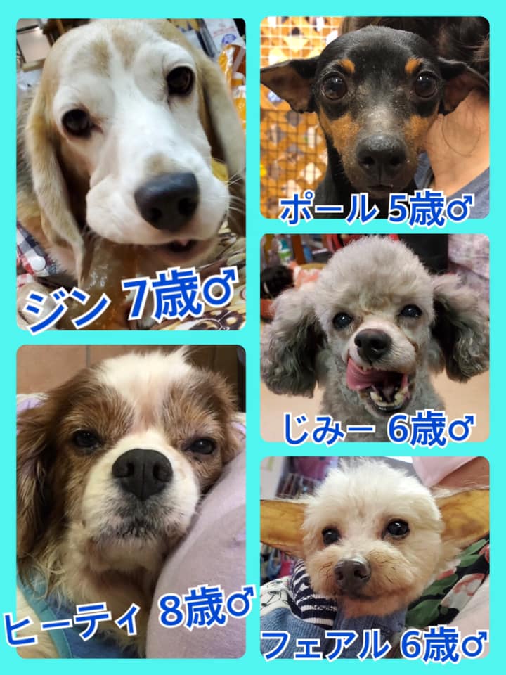 🐾今日の里親様募集中ワンコ🐶メンバーです🐾2020,7,12